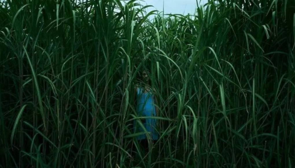 En la hierba alta: Nueva película de terror en Netflix, basada en el libro de Joe Hill y Stephen King