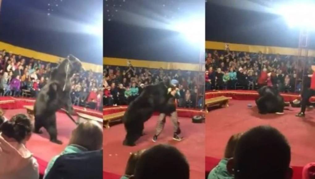 Video viral: Oso pierde el control y ataca a domador del circo en plena función