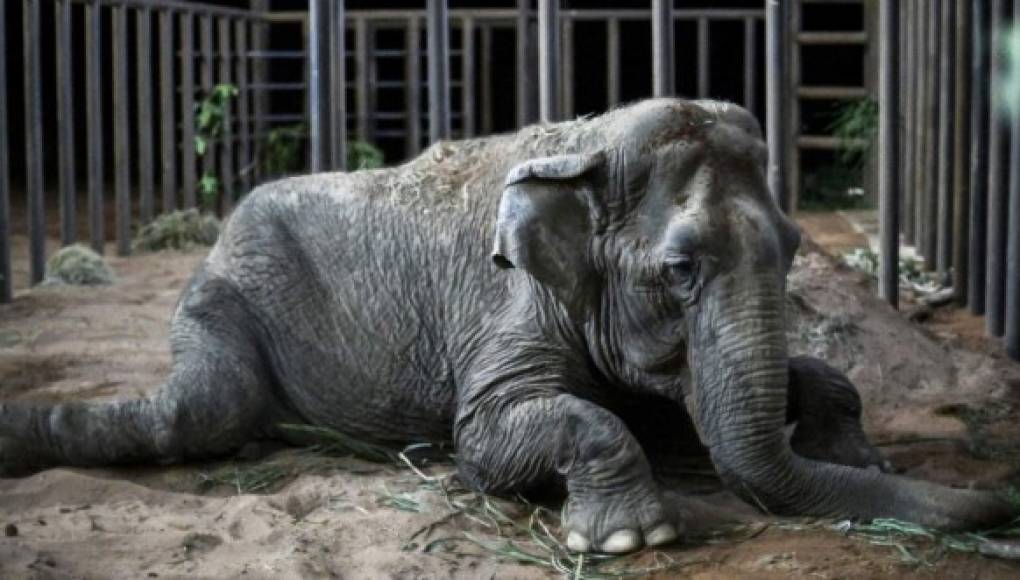 La nueva vida de Ramba, una elefanta rescatada de un circo