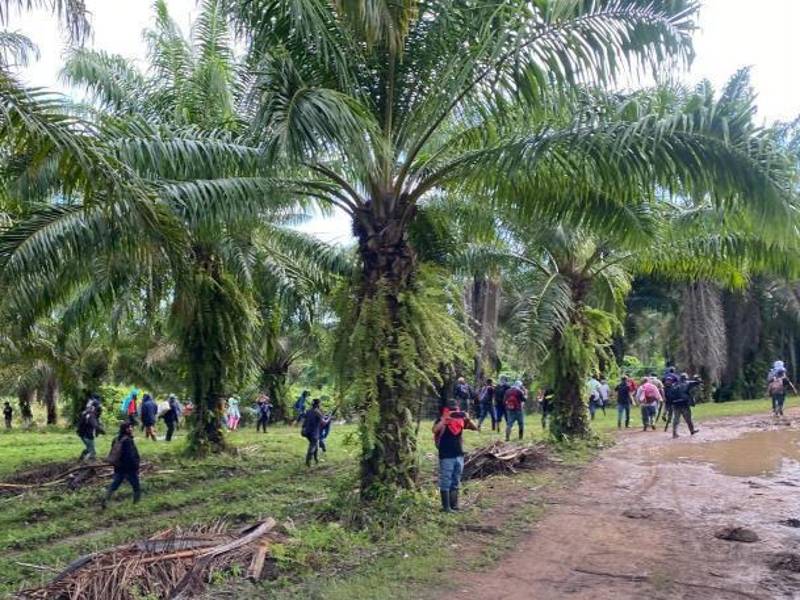 Varias hectáreas de fincas de palma africana en el bajo Aguán siguen invadidas por grupos irregulares.