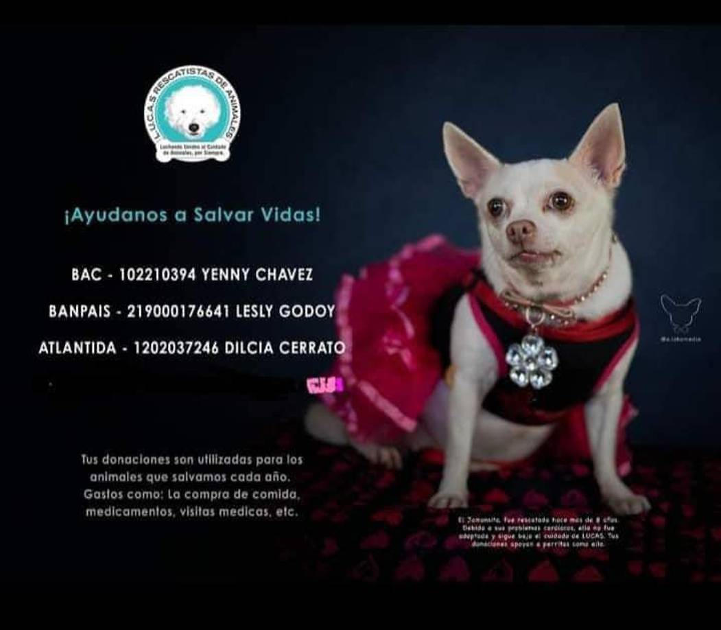 Por falta de recursos económicos y espacio adecuado donde tratarlos, este grupo de rescate en la actualidad solo puede proteger un determinado número de animales ya que trabajan en sus casas como albergue y ya no cuentan con más espacio. Puede apoyar económicamente a las cuentas BAC, BANPAÍS Y ATLÁNTIDA.