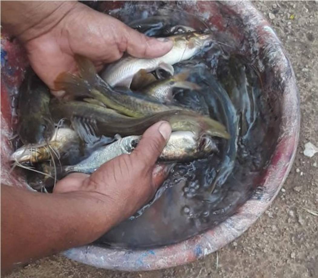 Lucio Pérez, vecino del lugar indicó que la madrugada del martes recibieron la lluvia de peces y la madrugada de este miércoles recibieron una lluvia de chuntes que crecen en los ríos.
