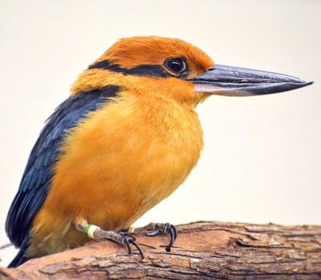 Las aves no producen sonido► En 1964 los japoneses crearon el 'tren bala' que viajaba a 190 km/h pero tenía un efecto muy desagradable. Al salir de un túnel, el tren empujaba la pared del aire y producía un sonido explosivo que asustaba a los pasajeros.<br/>