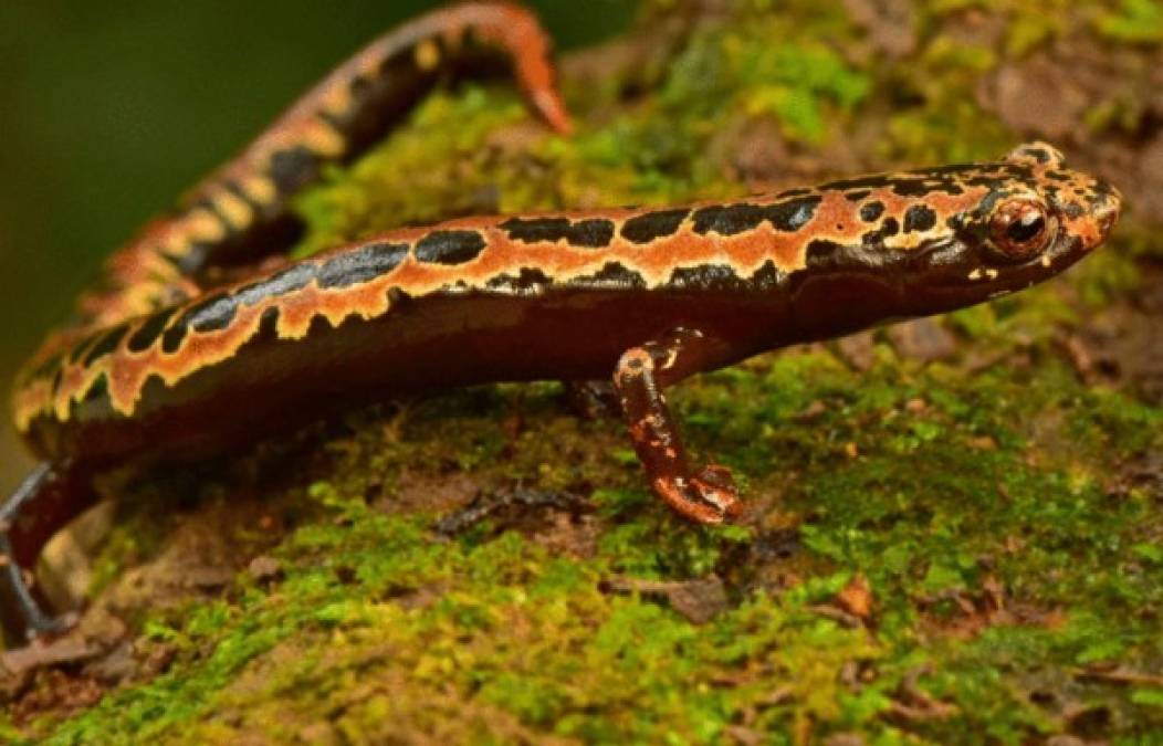 La salamandra mexicana, una excelente trepadora y generalmente se encuentra en árboles, se ve a menudo en América del Norte.