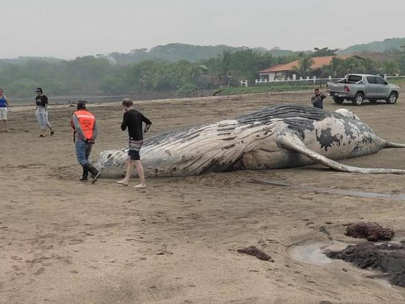 Una ballena fue encontrada muerta en las playas de El Viejo, Chinandega.