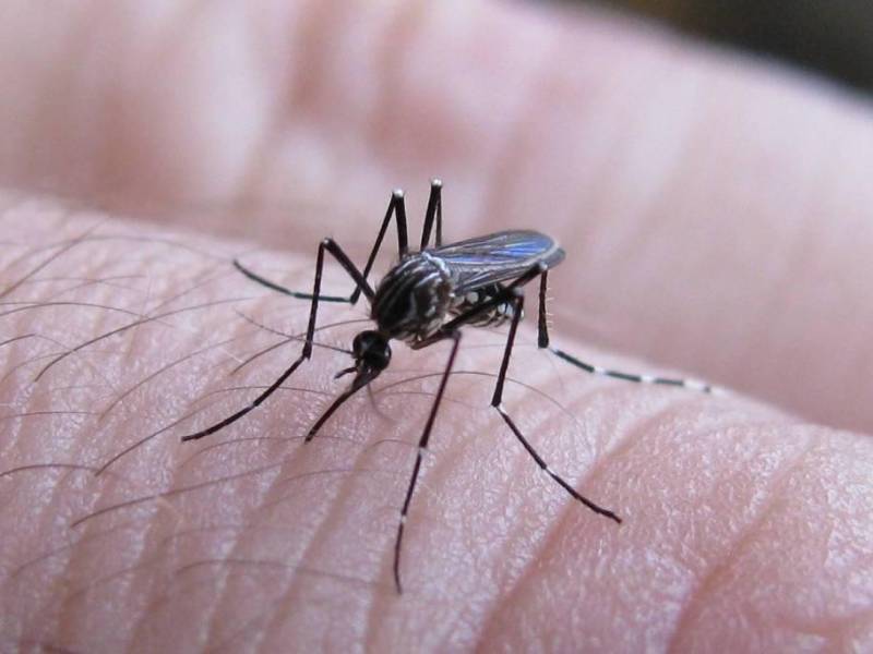 Foto de un mosquito transmisor.
