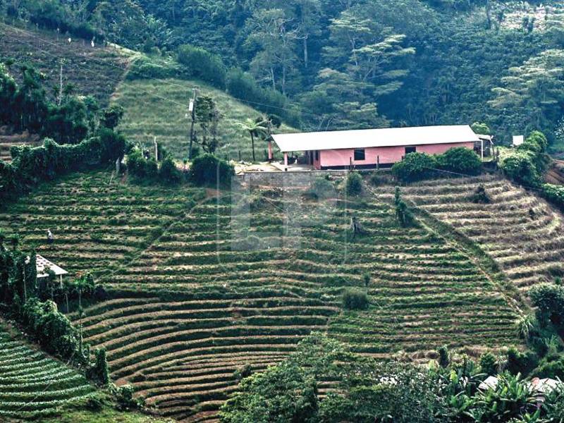 En varios puntos de El Merendón, al otro lado lado de la montaña y en varias zonas urbanas, es factible encontrar sitios talados.