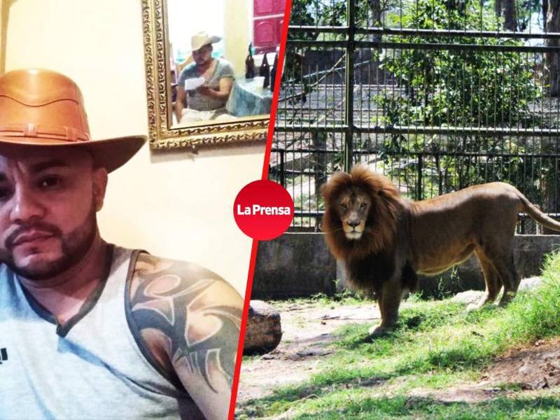 El hombre fue atacado por el león cuando ingresó a la jaula.