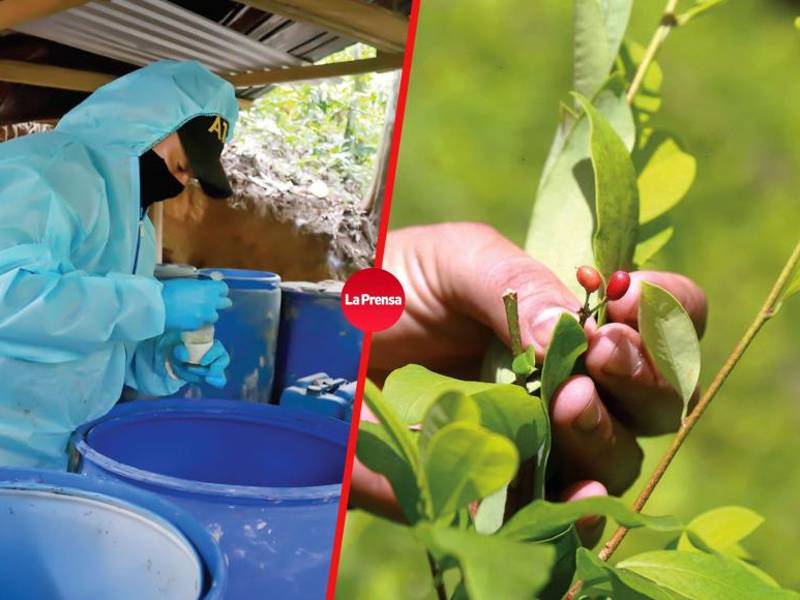 Cultivos y procesos para elaborar cocaína se hacen en Olancho.