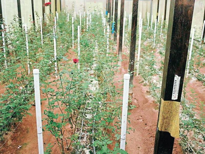 En la actualidad hay 53 estudiantes, y todos son becados por la parroquia San Vicente de Paúl.