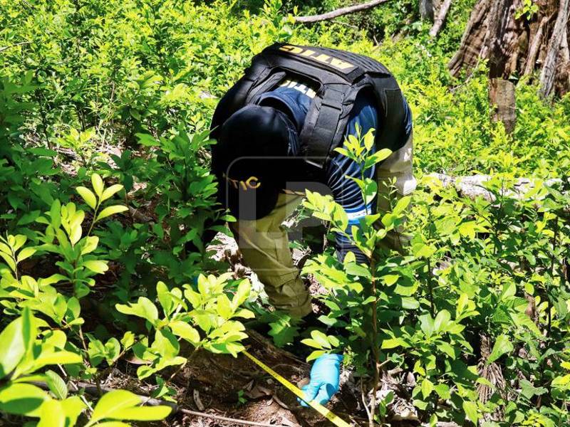 Hasta junio de 2022 se habían destruido más de 580,000 plantas de coca, cifra que supera a todo lo registrado en 2021, con 532,000 plantas, según registros.