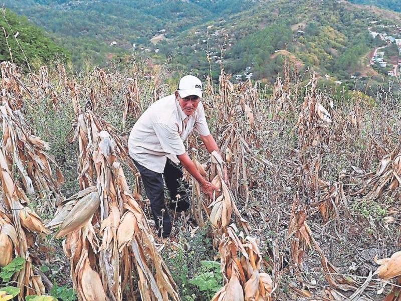 Para los que siembran maíz y frijol para su subsistencia, en especial del corredor seco.