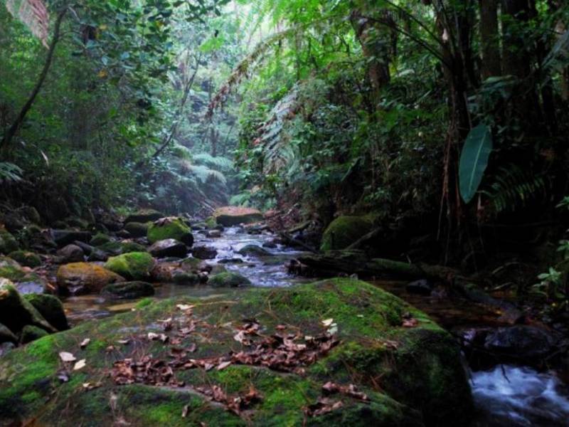 Honduras registra “altos niveles de ataques contra personas defensoras del medioambiente.