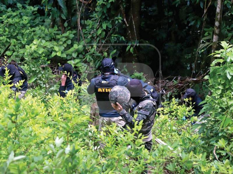 En la aldea La Unión de Catacamas en Olancho recientemente fue destruida una plantación cerca de aldeas; también en Omoa y San Antonio de Cortés han encontrado.