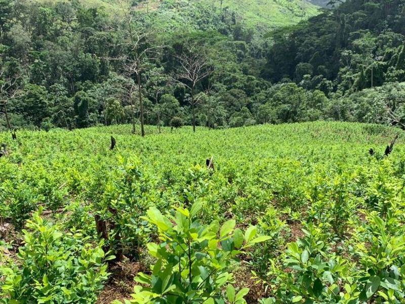 Las plantas serán erradicadas, pero no se usarán químicos para ese fin.