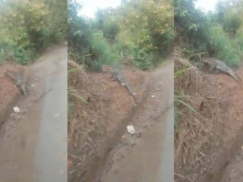 VIDEO: Captan a pequeño jaguar herido de bala por un cazador en el Merendón