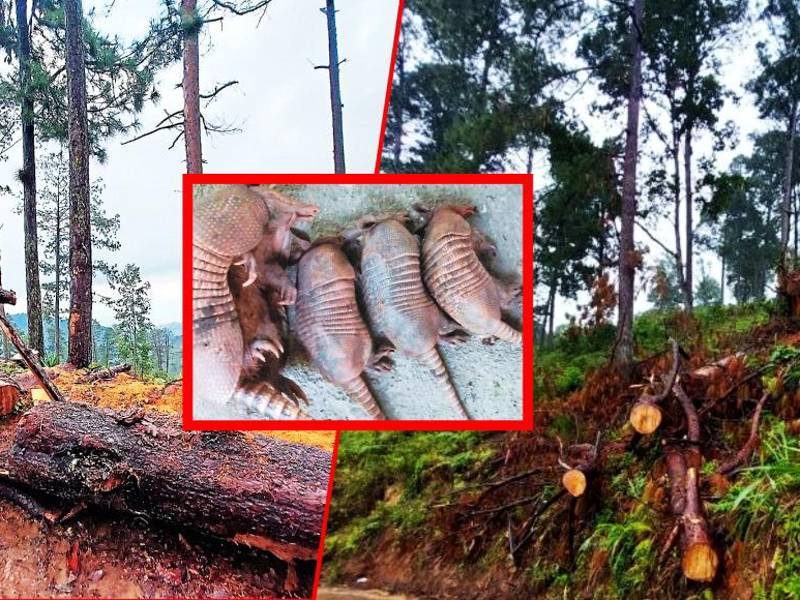 De este lado del mapa, El Merendón es el pulmón verde del valle de Sula, la reserva de agua por excelencia de San Pedro Sula, la enorme fuente de oxígeno...Del otro, gigantescas amenazas se ciernen sobre la inmensa montaña que mide 81,711.44 hectáreas y que comparten los municipios de San Pedro Sula, Omoa, Quimistán y Choloma. La lista es larga: la montaña enfrenta la destrucción masiva por acciones de invasión y apropiación ilegal de las tierras nacionales protegidas, la acelerada conversión de las áreas de bosque natural a cultivos de café, maíz y pastoreo, además de inadecuadas prácticas en la producción y procesamiento.