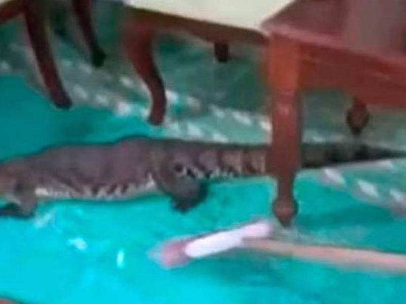 Video: Mujer saca a escobazos a cocodrilo que se paseaba por la sala de su casa
