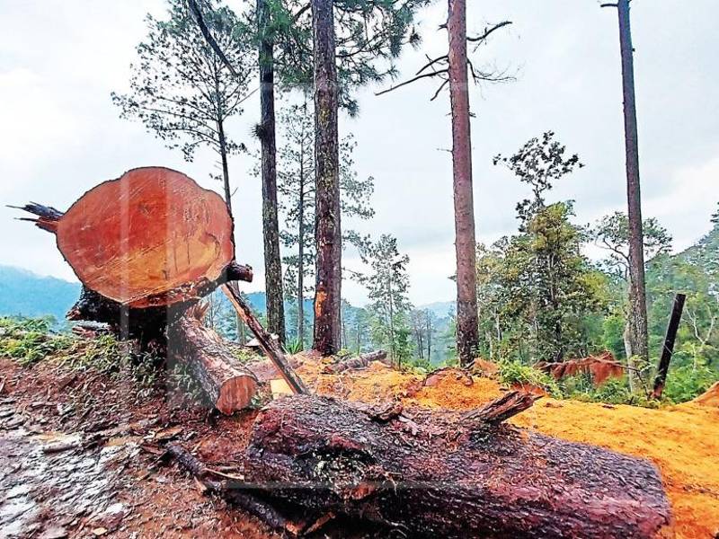Peligra el agua para más de un millón de habitantes debido al ensañamiento que hay con la montaña, comparada por su valor ecológico y humano con la biósfera del Río Plátano.