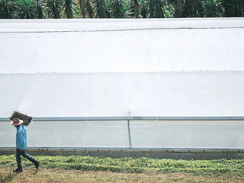 La escuela está en medio de una comunidad que se caracteriza porque los productores trabajan con conservación de suelo.