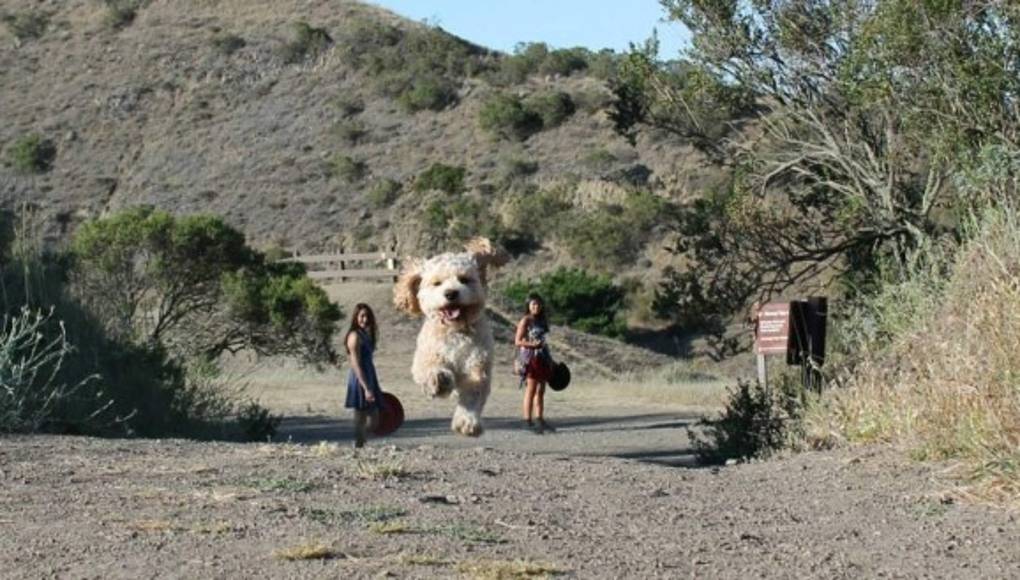 Sorprendentes perros gigantes