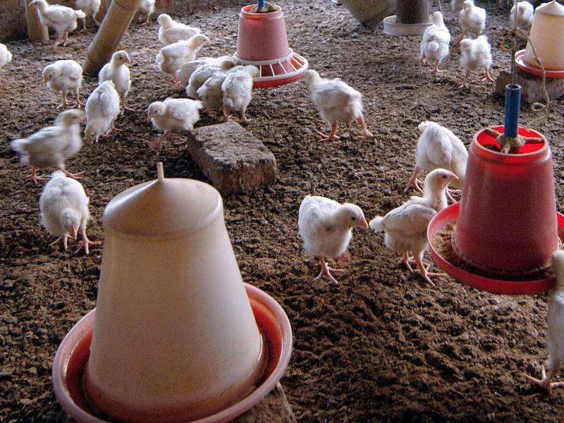 Miles de aves han sido sacrificadas tras detectarse brotes de gripe aviar en varios países de la región.