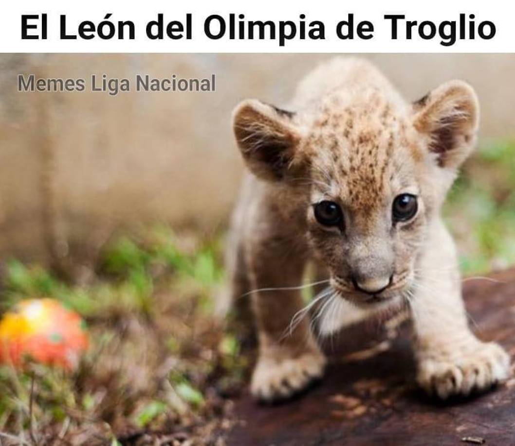 En redes sociales no perdonaron y así se burlaron de Olimpia. 