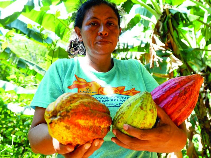 <b>María Sosa, especialista en injertos, sostiene con orgullo tres muestras del cacao que cultivan en su finca familiar. Fotos: José Cantarero</b>