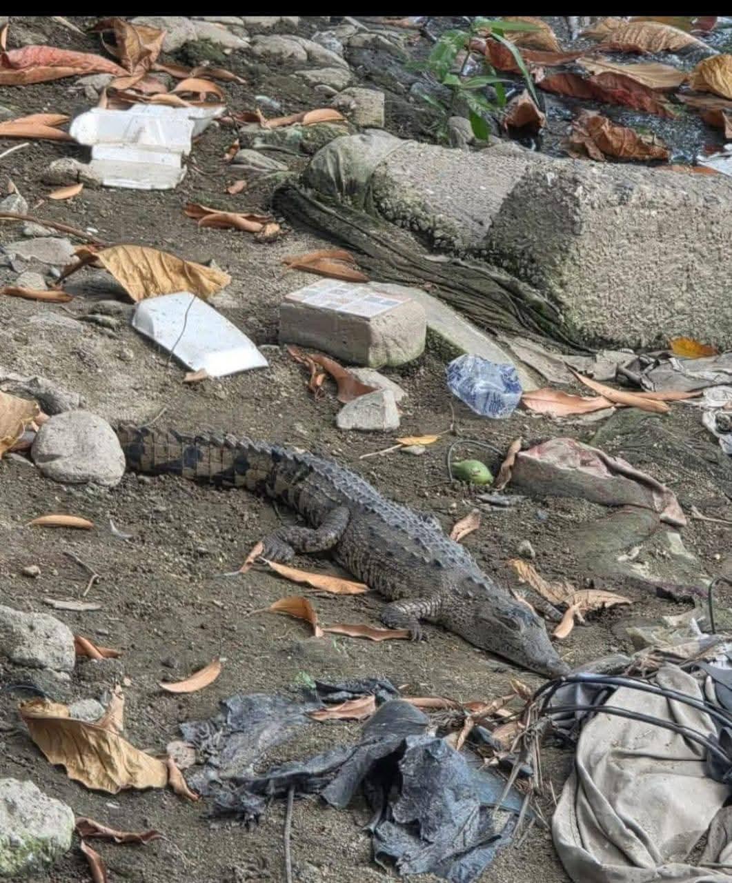 Este es el Cocodrilo que anda cerca de la zona donde buscan al pequeño Elvis Eliú