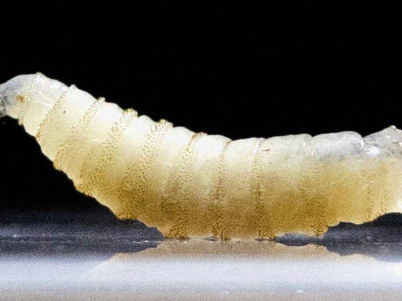 Larva de la mosca Cochliomyia hominivorax.