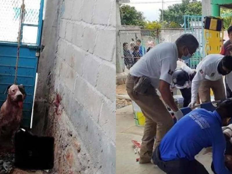 El asaltante fue atacado por pitbull cuando ingresó a una casa.