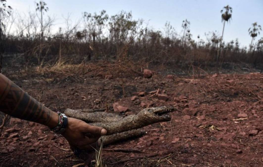 Los incendios en Bolivia, que comenzaron a principios de mes, se concentran en distintas localidades de Santa Cruz, sobre todo en la Chiquitania, una zona de transición entre el Chaco y la Amazonía.