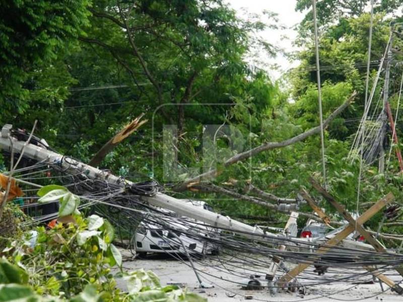 Taxista y pasajeros se salvan de morir aplastados por rama en San Pedro Sula