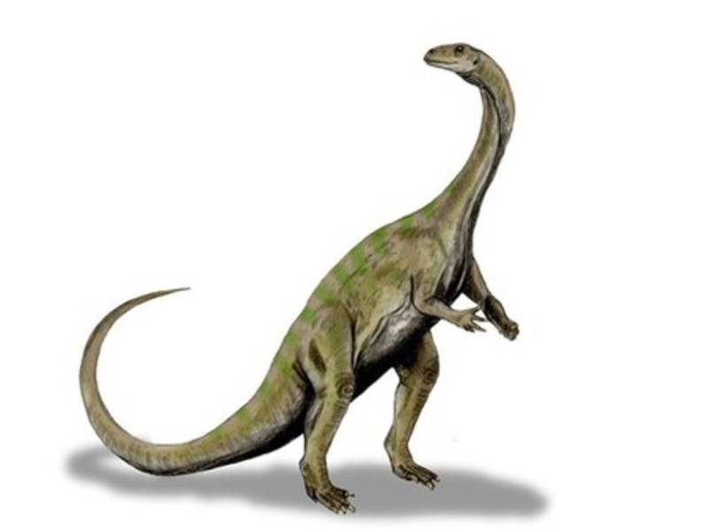 Medía unos tres metros desde el hocico hasta la punta de la cola y probablemente era omnívoro, capaz de alimentarse tanto de plantas como de pequeños animales.