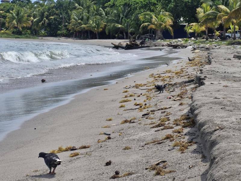 En las playas del centro de La Ceiba ya se observan residuos de sargazo.