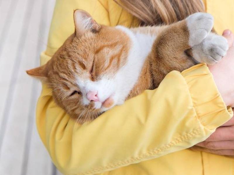 El vínculo con un gato es muy especial, y por eso, cuando nos enfrentamos a la triste posibilidad de que nuestro compañero esté llegando al final de su vida, surgen muchas dudas. Los gatos, por su propia naturaleza, son animales muy reservados y pueden llegar a ocultar sus dolencias. ¿Qué signos dan los gatos antes de morir: las señales a tener en cuenta?.