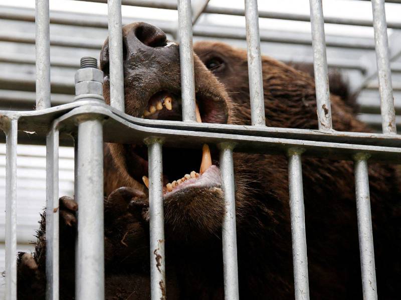 Un oso pardo atrapado en la prefectura de Hokkaido el año pasado.
