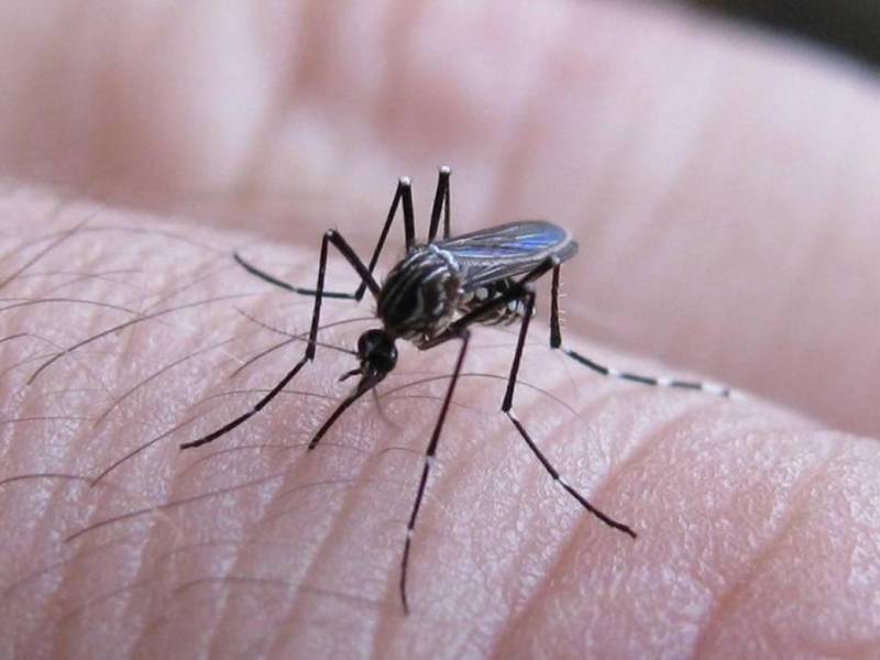 En los últimos días, la sala de pediatría del Hospital Escuela en la capital ha estado llena de pacientes por dengue, señalaron los médicos. Imagen de archivo.