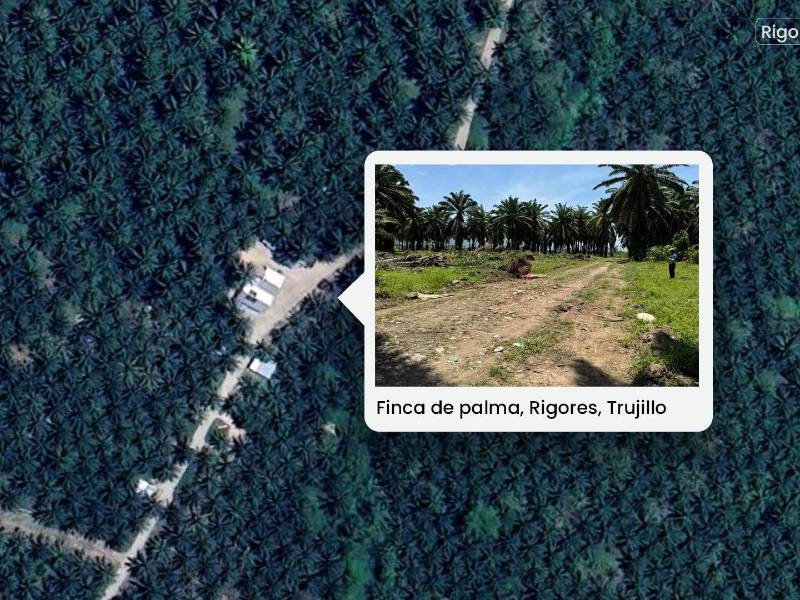La finca de palma africana está ubicada en la comunidad de Rigores, en Trujillo, Colón. Dentro de este lugar encontraron a 11 personas fallecidas, aparentemente trabajadores.