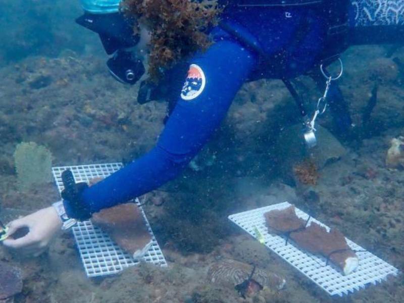 El equipo de cientificos estuvo por varios días recolectando el material genético del arrecife coralino en la bahía de Tela, que ayudará a restaurar el arrecife de coral de la Florida.