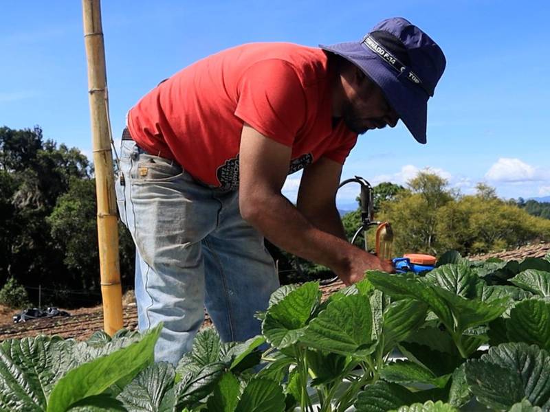 Un productor de hortalizas limpia sus cultivos.