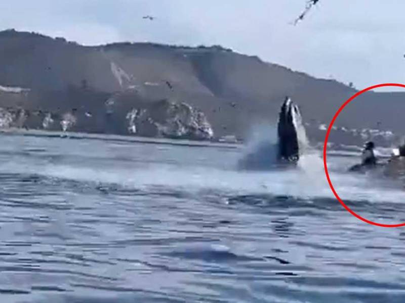 El momento en que una ballena jorobada se tragó a dos mujeres fue grabado por una persona que las estaba filmando en la costa de California, Estados Unidos.