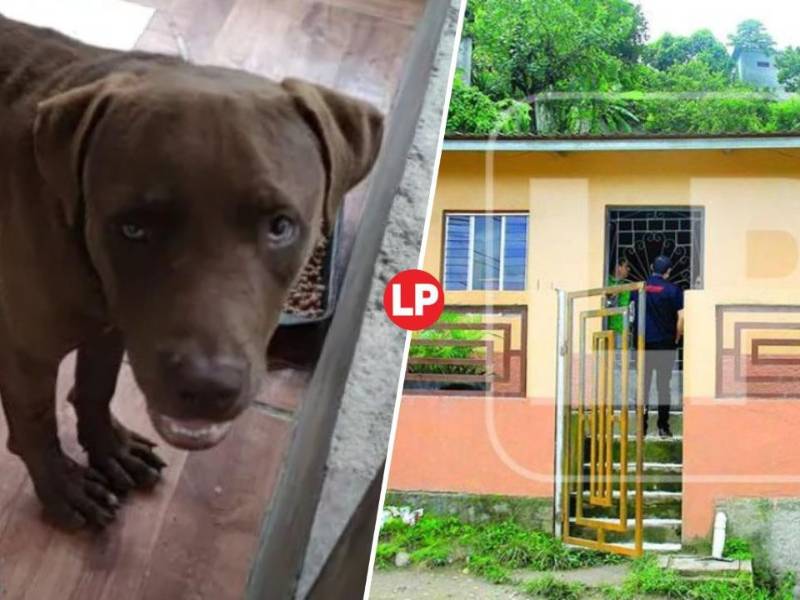 En un principio la culpa fue echada sobre Rocky, una mascota que la niña alimentaba.