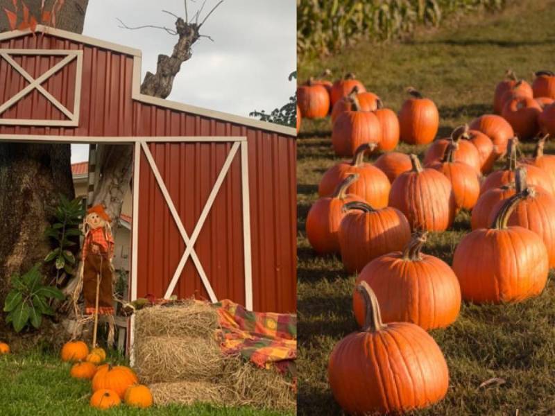 Imágenes representativas del evento.