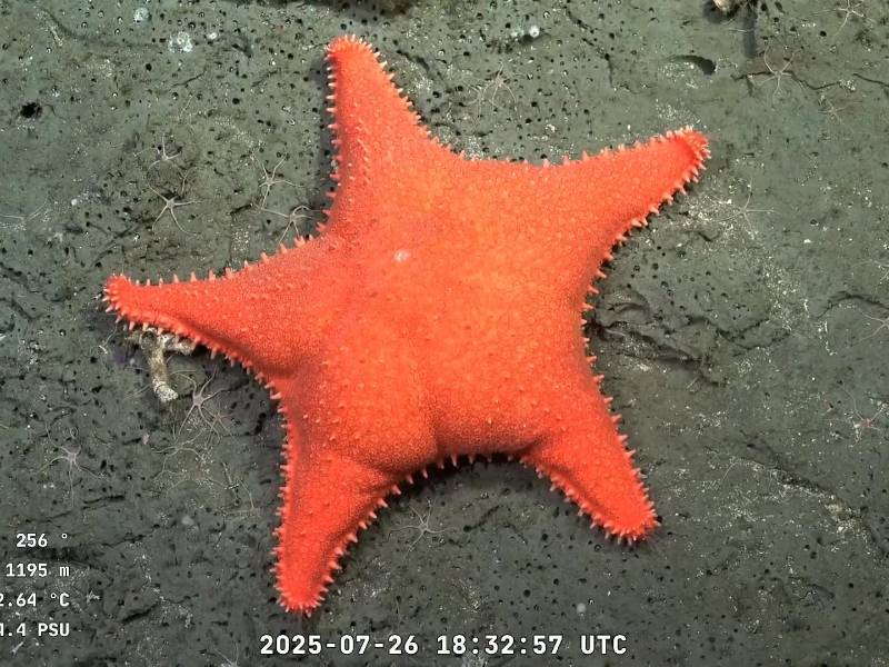 La popularidad de una estrella de mar naranja surgió de su parecido con Patricio, personaje de “Bob Esponja”.