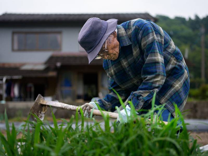 Masafumi Matsuo, de 101 años, cultiva arroz, berenjena, pepino y frijol en distintas estaciones en la granja familiar.