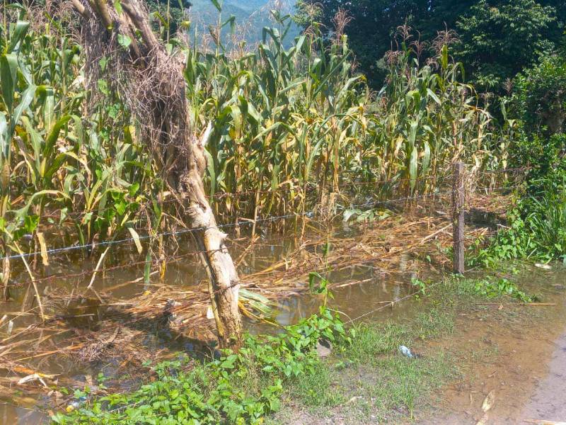 <b><span class=mln_uppercase_mln>Reporte.</span></b> 25 manzanas de cultivos agrícolas en pérdidas reporta la SAG en el sector de Zacapa, Santa Bárbara.