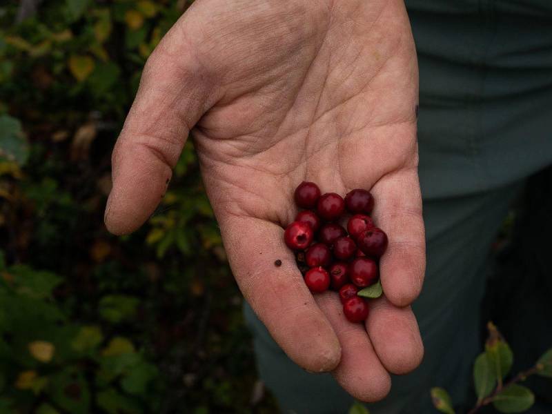El Valle de Matanuska-Susitna ha sido durante mucho tiempo el centro agrícola de Alaska. Arándanos rojos silvestres.