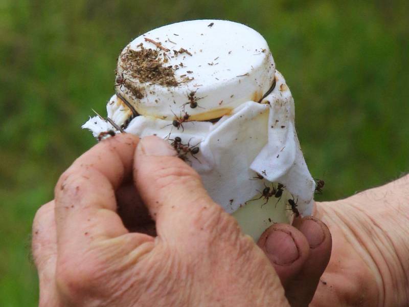 Yogur elaborado de una vieja receta búlgara con hormigas.