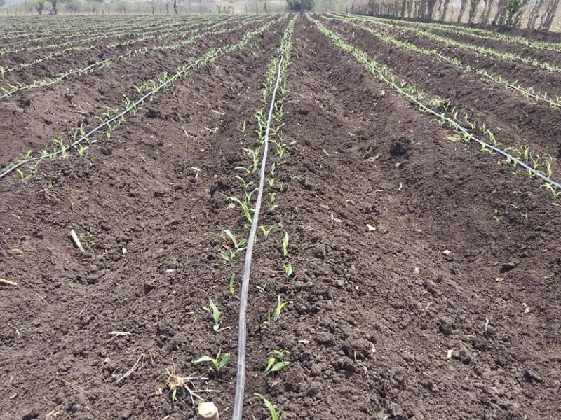 La instalación del sistema de riego por goteo es asistido por la dirección técnica de la SAG con cada productor.